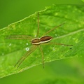 Gerandete Jagdspinne (Dolomedes fimbriatus)